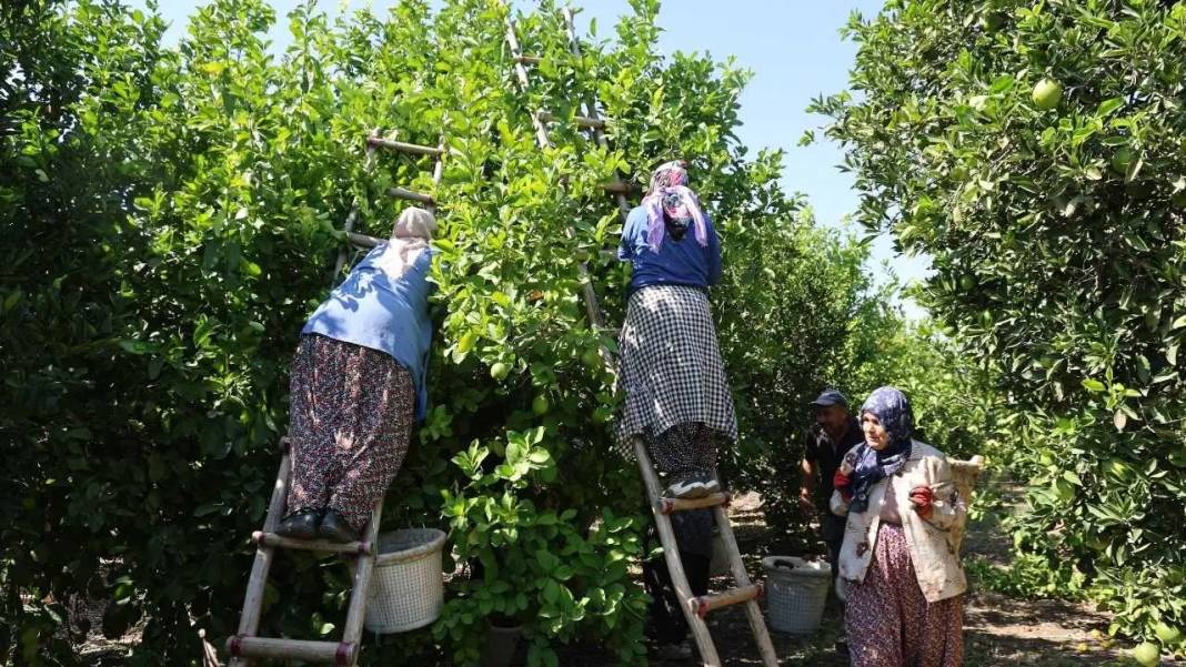 Adana’da Limonu Hem Don Hem Kuraklık Vurdu! Altın Değerinde Hasat Başladı 7